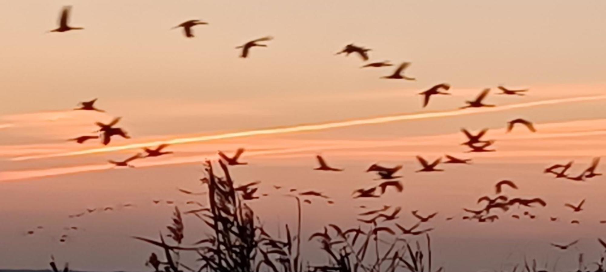 Fewo Seeadler - Heuser プレロー エクステリア 写真