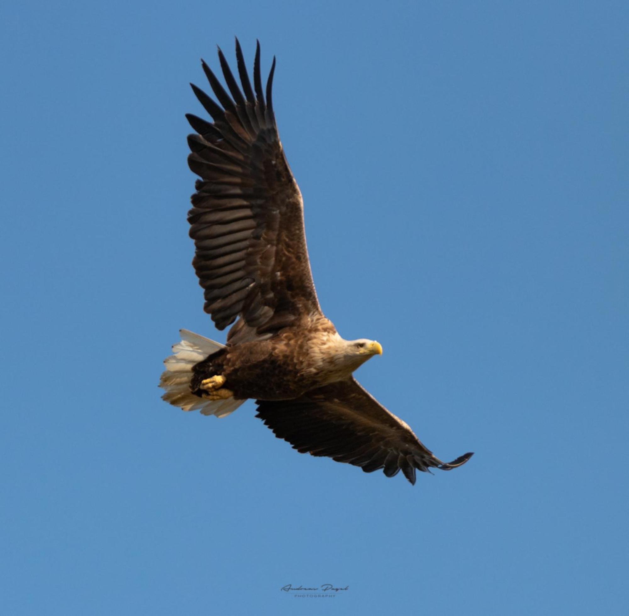 Fewo Seeadler - Heuser プレロー エクステリア 写真